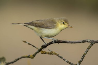 Melodious warbler (Hippolais polyglotta), bir dala tünemiştir. İspanya