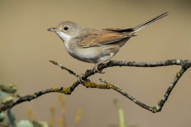 Bir dal üzerinde tünemiş ortak akgerdan (Sylvia communis)