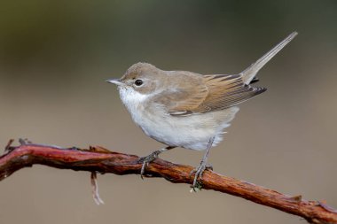 Beyaz Boğaz (Sylvia communis) vahşi doğada bir dalı tünemiş.