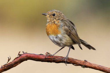 Genç Avrupalı Robin (Erithacus rubecula) ağaçta tünemektedir.
