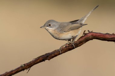 Subalpine warbler dişisi. Sylvia Cantillans bir dala tünemiş 