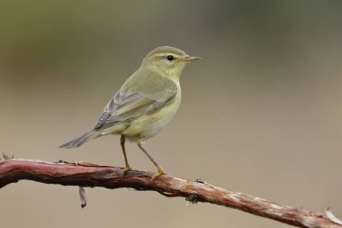 Phylloscopus trochilus, Willow Warbler perched on a branch. Migratory insectivorous bird. Spain. Europe. clipart
