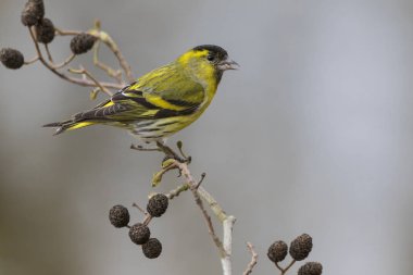 Avrasya siskin 'inin (Spinus spinus) yakın görüntüsü, erkek