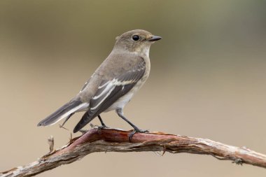 Sinekkapan (Ficedula hypoleuca) kış tüyleri ile levrek tünemiş.