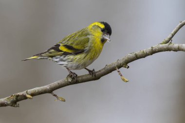 Avrasya siskin 'inin (Spinus spinus) yakın görüntüsü, erkek
