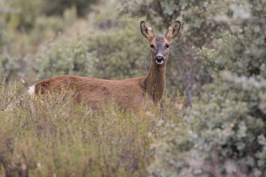 Çalılıklardaki dişi capreolus - doğal ortam.