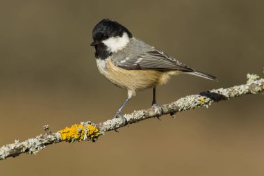 Kömür başlığı (Parus ater), fotoğraf için poz