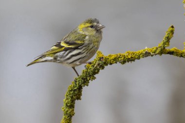 Avrasyalı siskin 'in (Spinus spinus) yakın görüntüsü, dişi