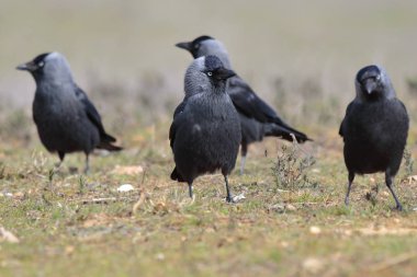Batı küçük karga (corvus monedula)