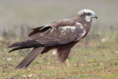  Çayır arka planında Batılı bataklık harrier (Circus aeruginosus)