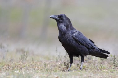 Yaygın kuzgun, siyah tüylü kuş