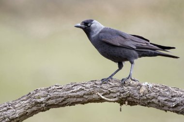 Batı Karga (Corvus monedula) bir dalın üzerinde dinleniyor.