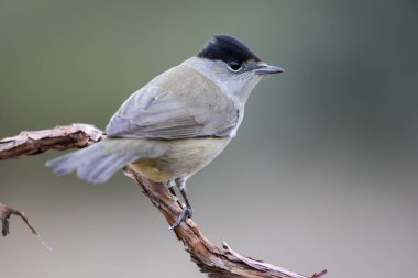Erkek Blackcap (Sylvia atricapilla) bulanık bir arka plan karşı bir dal üzerinde tünemiş