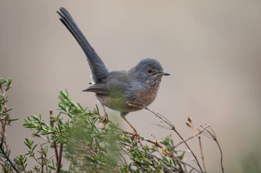 Dartford bülbülü (Sylvia undata), bir ağacın dalına tünemiştir. İspanya