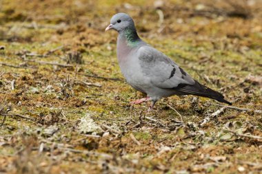 Çayırdaki güvercinler (Columba oenas)