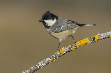 Kömür başlığı (Parus ater), fotoğraf için poz