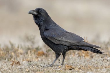Yaygın kuzgun (Corvus corax). Kuzgun yoldan geçen siyah bir kuştur. İspanya