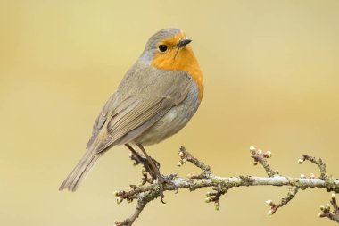 Avrupa bir dal üzerinde tünemiş Robin (Erithacus rubecula)