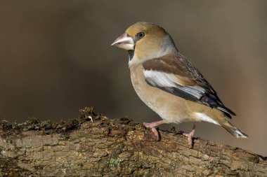 Hawfinch (Coccothraustes coccothraustes) bir dala tünemiştir 