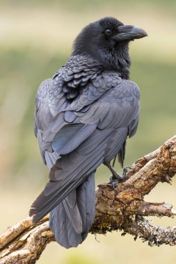 Bir dala tünemiş Karga (Corvus corax)