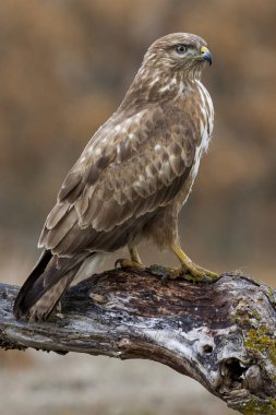 yaygın akbaba (Buteo buteo)