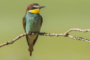 Avrupalı arı yiyici. Merops apiaster, İspanya