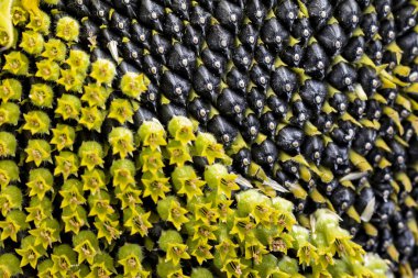 Çekirdekli ve çiçekli ayçiçeği