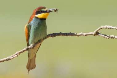 Avrupalı arı yiyici. Merops apiaster, İspanya