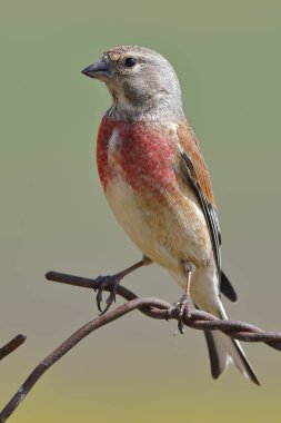 Common linnet, (Carduelis cannabina), single male on wire fence. clipart
