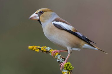 Hawfinch (Coccothraustes coccothraustes) bir dala tünemiştir 