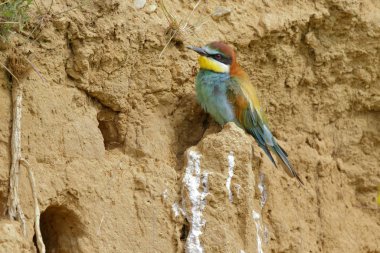 Avrupa arı yiyici (Merops apiaster) bir yamaçta oturur