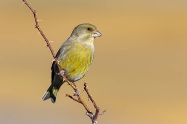 Avrupa greenfini (chloris chloris) ya da bilinen adıyla greenfin, 