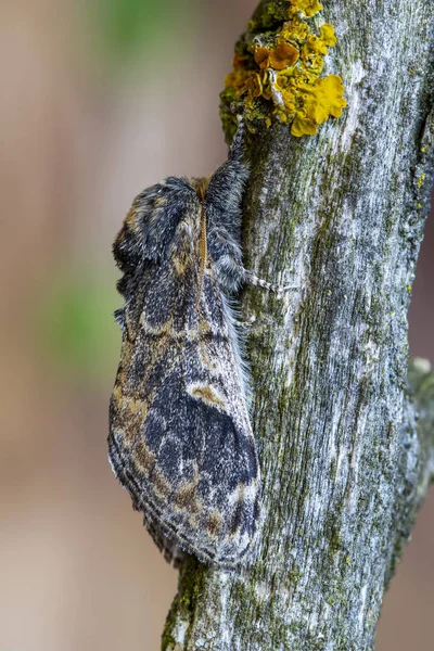 Тритофа нотодонта, розташована на гілці дерева. Леон, Іспанія — стокове фото
