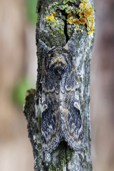 Tritopha notodonta, покоится камуфляжем на ветке дерева. Леон, Испания — стоковое фото