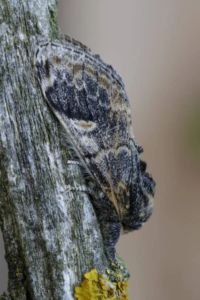 Tritopha notodonta, покоится камуфляжем на ветке дерева. Леон, Испания — стоковое фото