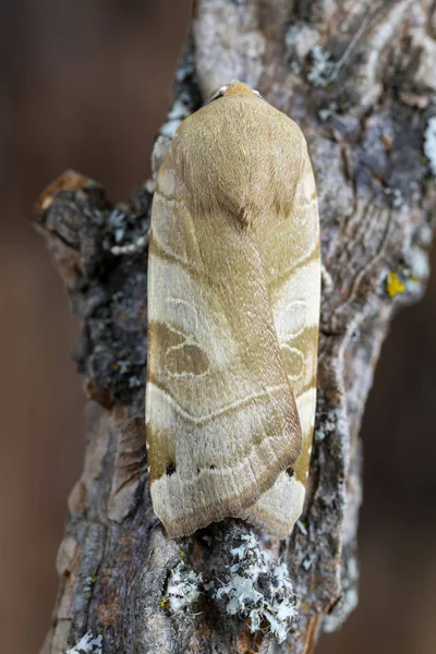 На гілці дерева стоїть нічний метелик Noctua fimbriata. Леон, Іспанія — стокове фото