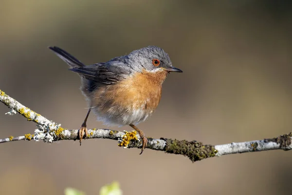 Subalpines Grasmückenmännchen. sylvia cantillans, auf dem Ast eines Baumes auf gleichmäßigem Hintergrund — Stockfoto