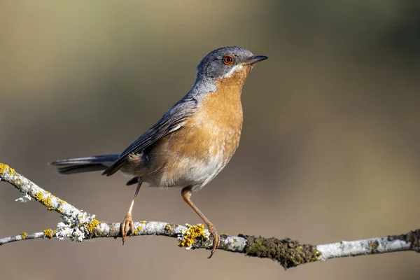 Subalpine warbler erkeği. Sylvia Cantillans, arka planda bir ağacın dalına tünemiş.