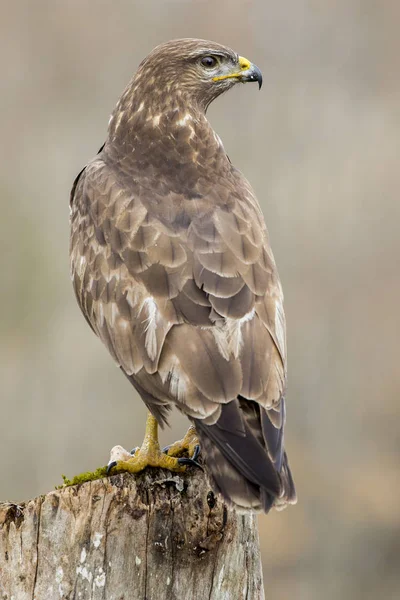 Common buzzard (Buteo buteo) — Stock Photo, Image