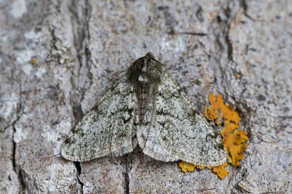 Phygalia pilosaria van dichtbij, op de schors van een boom. — Stockfoto