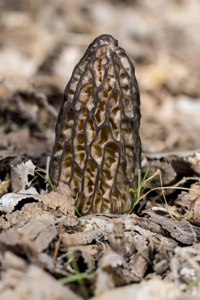 모렐 (morchella conica). 호리병박 요리용 버섯이요. 사진입니다. — 스톡 사진