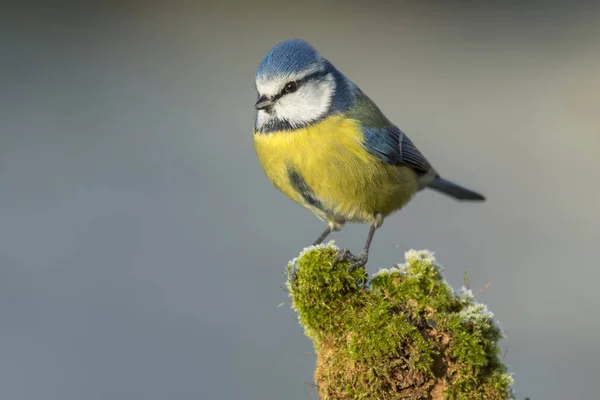 Kozy (Cyanistes caeruleus) usazené na kmeni s mechem mrazivým — Stock fotografie