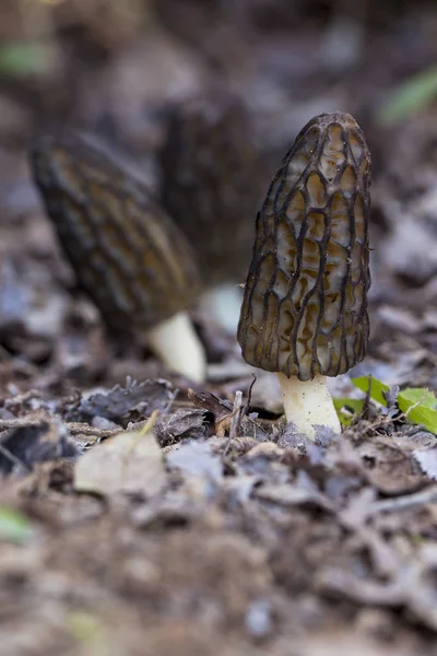 Morel (morchella conica). Cogumelo para cozinheiros gourmet. Foto tem — Fotografia de Stock