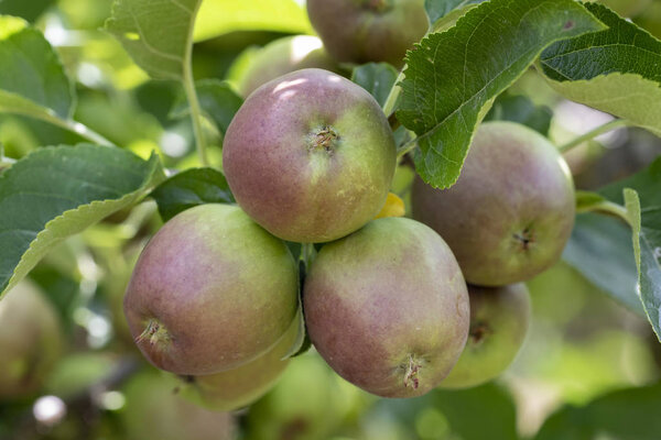 Growth of delicious golden apples in the garden.