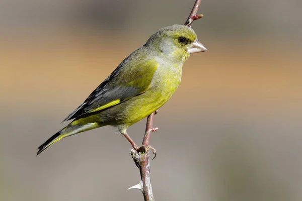 Chloris chloris, zielony śpiewający ptak — Zdjęcie stockowe