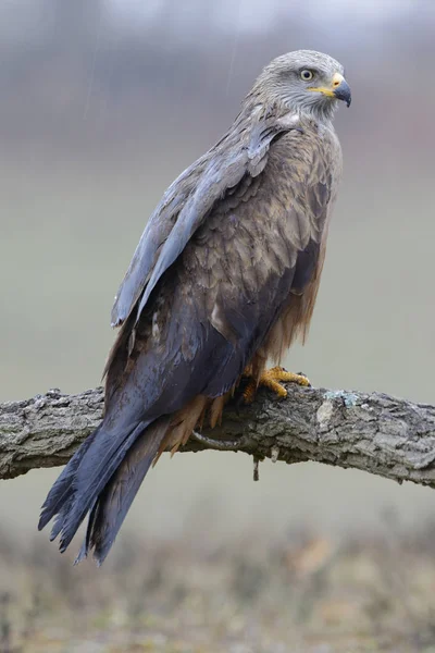 Black Kite Milvus migrans — Stock Photo, Image