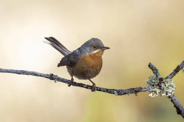 Subalpines Grasmückenmännchen. sylvia cantillans thront auf einem Ast — Stockfoto