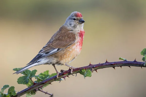 A Linnet, neboli obyčejná Linnet, (Linaria cannabina), samec, sedící o — Stock fotografie