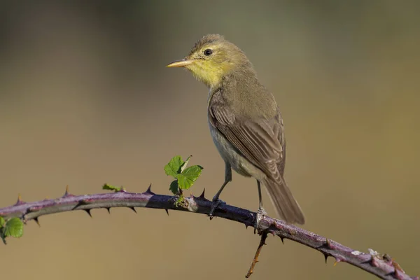 Melodious warbler (Hippolais polyglotta), perched on a branch. Spain — Stock Photo, Image