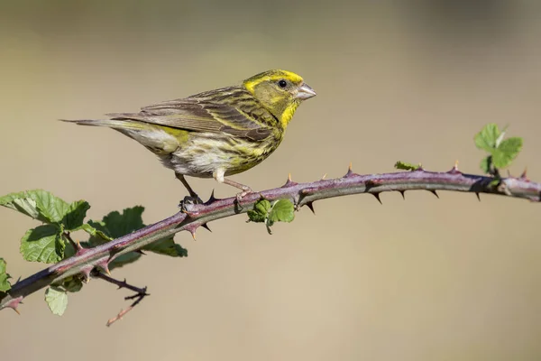 Serin (Serinus serinus) erkek, böğürtlen dalında, Le\ n, Spa